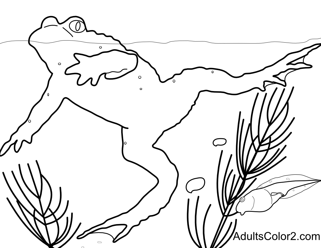 tadpole coloring pages