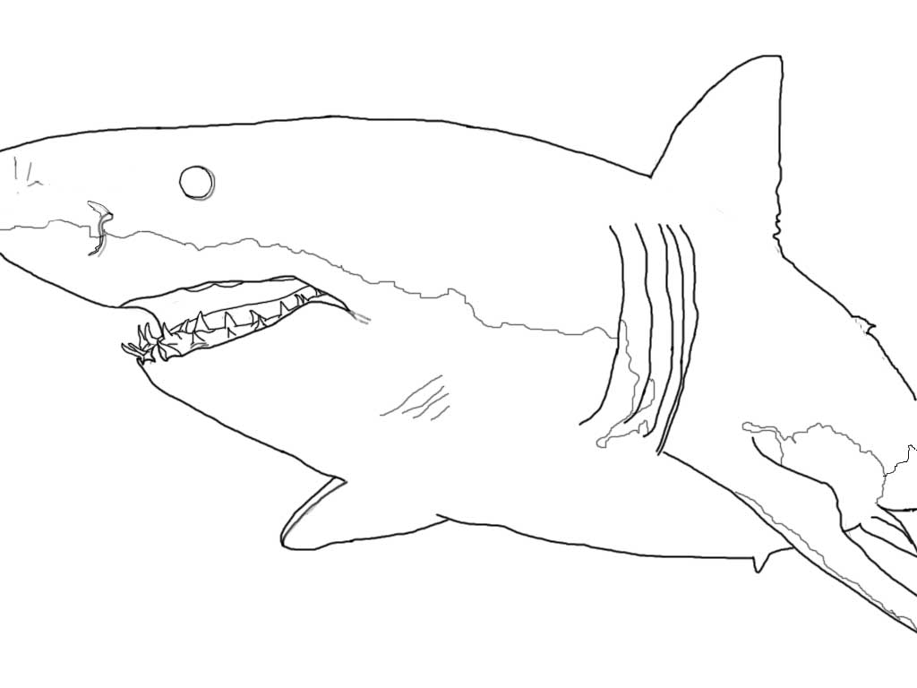 Shark Coloring Pages: Toothy Terrors?