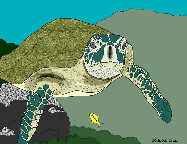hawksbill turtle drawing