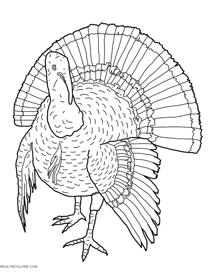 wild turkey coloring pages