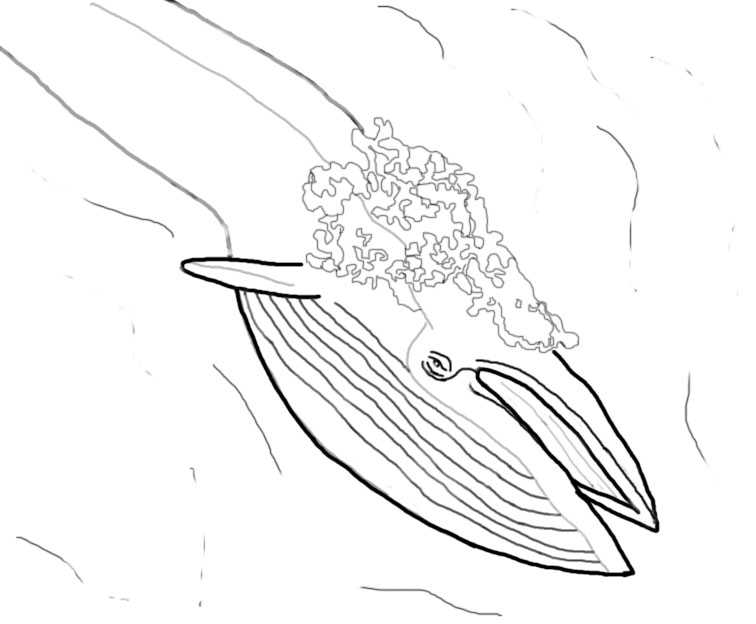 Whale Coloring Pages: Magnetic Marine Mammals